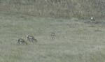 685 antelope 4.jpg